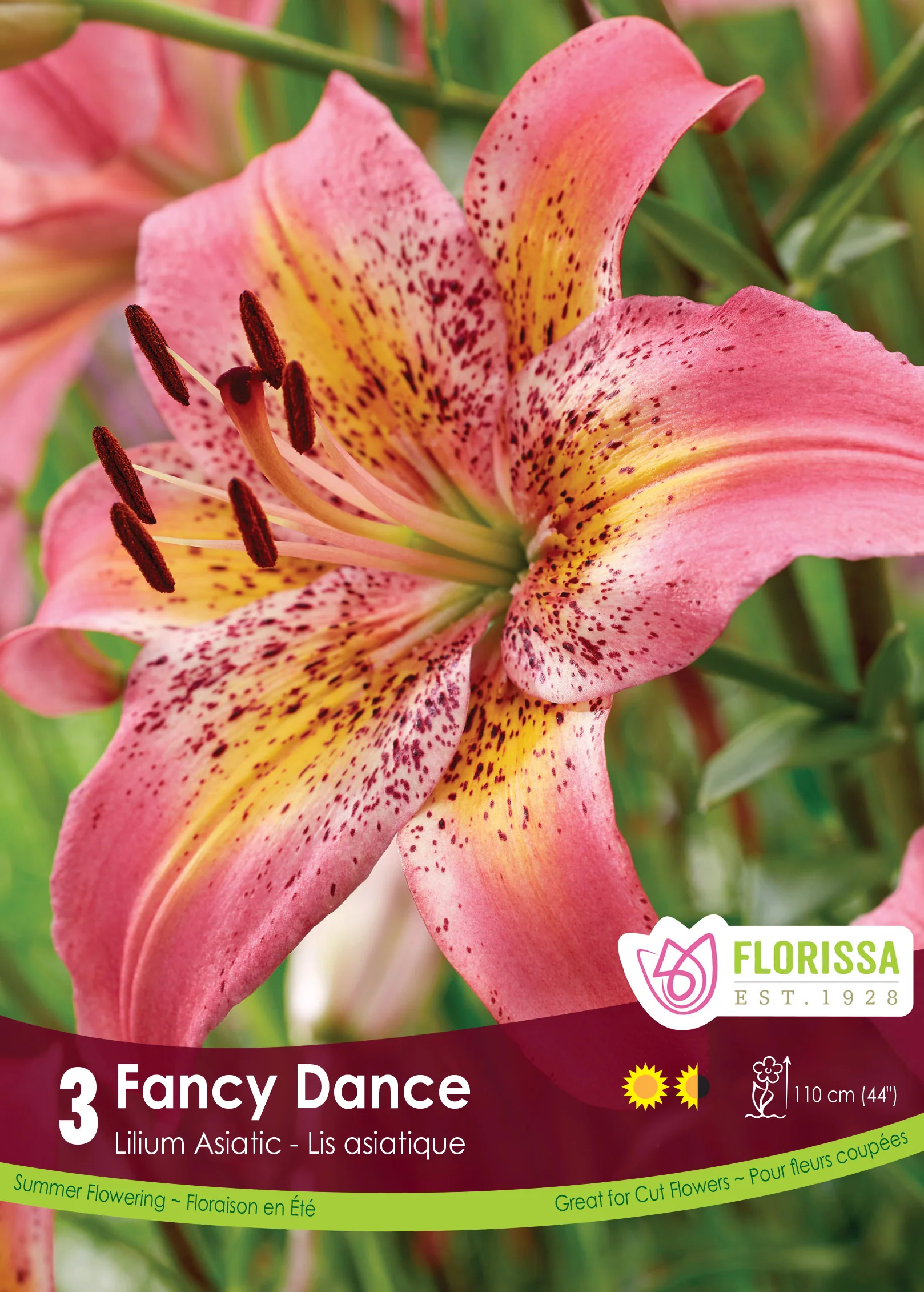 New Lilies